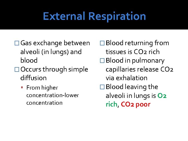 External Respiration � Gas exchange between alveoli (in lungs) and blood � Occurs through