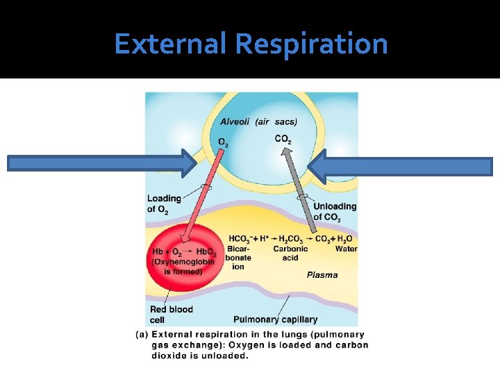 External Respiration 