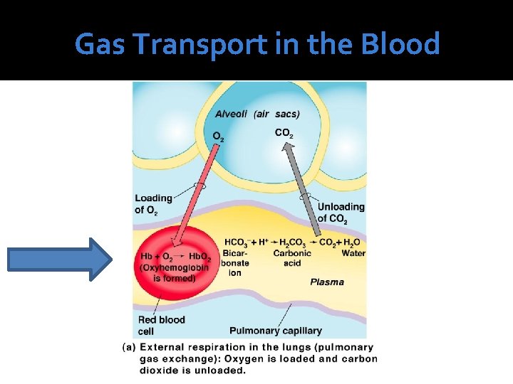Gas Transport in the Blood 