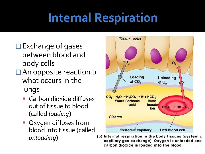 Internal Respiration � Exchange of gases between blood and body cells � An opposite