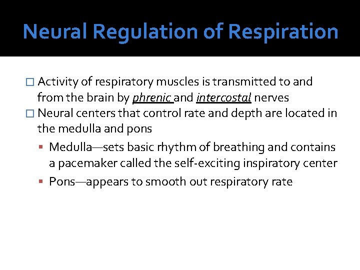 Neural Regulation of Respiration � Activity of respiratory muscles is transmitted to and from