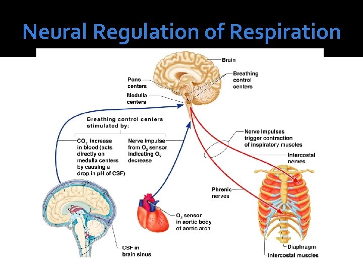 Neural Regulation of Respiration 