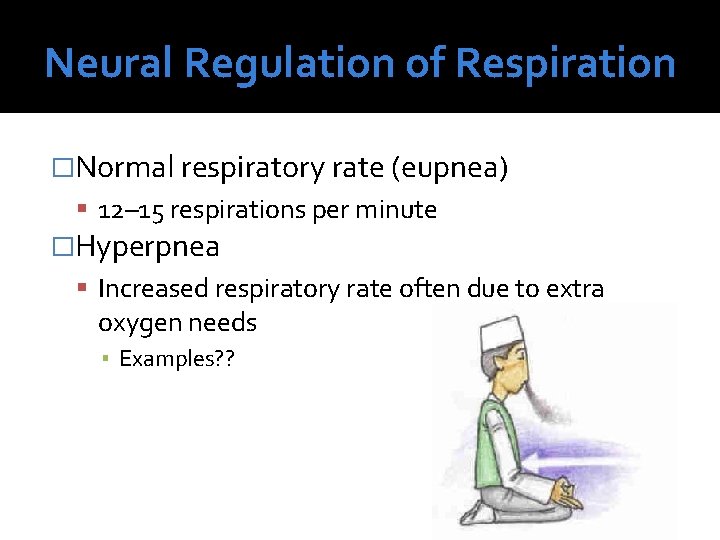Neural Regulation of Respiration �Normal respiratory rate (eupnea) 12– 15 respirations per minute �Hyperpnea