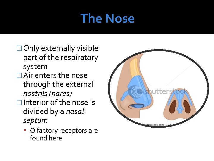 The Nose � Only externally visible part of the respiratory system � Air enters