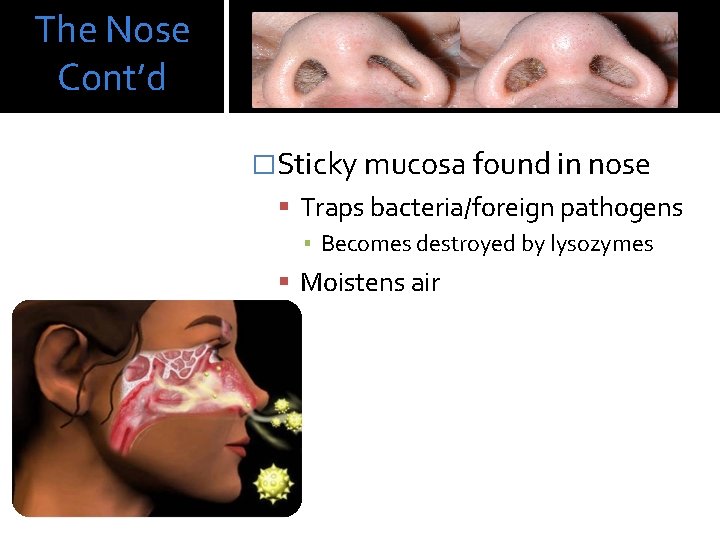 The Nose Cont’d �Sticky mucosa found in nose Traps bacteria/foreign pathogens ▪ Becomes destroyed