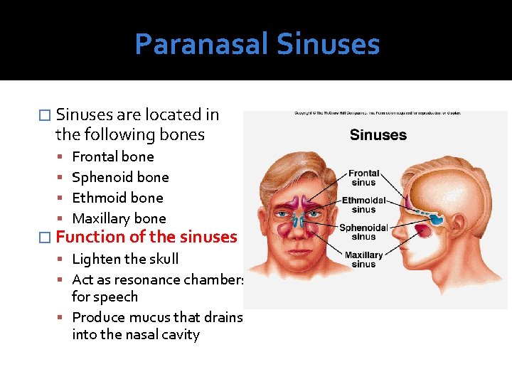 Paranasal Sinuses � Sinuses are located in the following bones Frontal bone Sphenoid bone