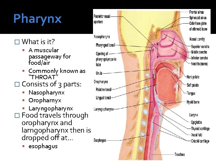 Pharynx � What is it? A muscular passageway for food/air Commonly known as “THROAT”