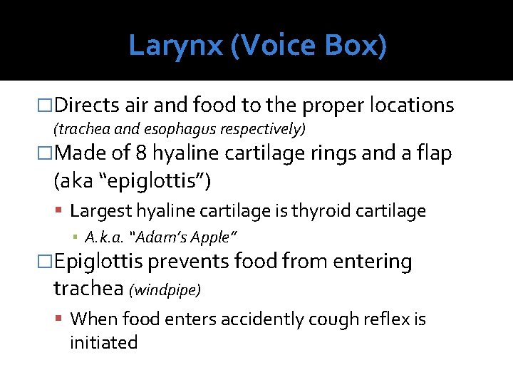 Larynx (Voice Box) �Directs air and food to the proper locations (trachea and esophagus