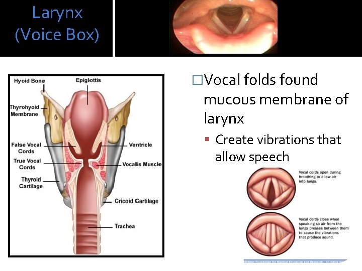 Larynx (Voice Box) �Vocal folds found mucous membrane of larynx Create vibrations that allow