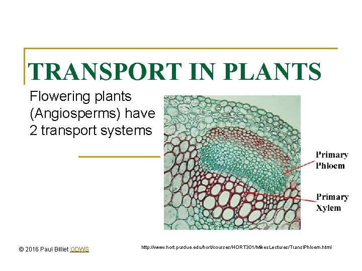 TRANSPORT IN PLANTS Flowering plants (Angiosperms) have 2 transport systems © 2016 Paul Billiet