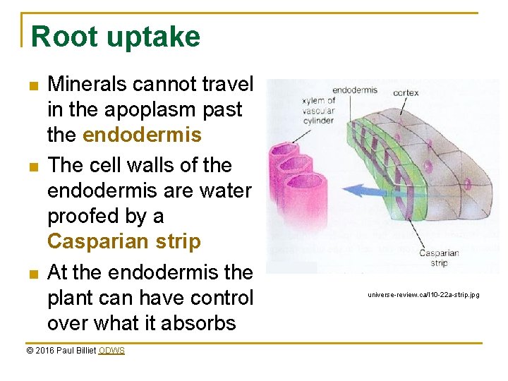 Root uptake n n n Minerals cannot travel in the apoplasm past the endodermis