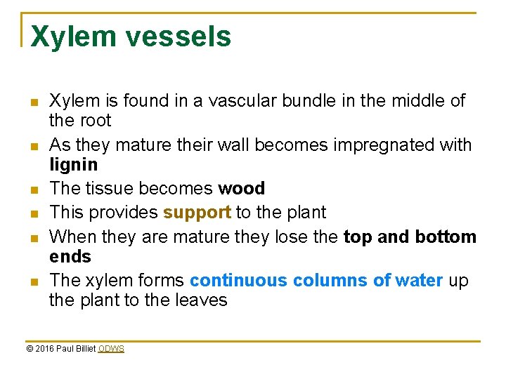 Xylem vessels n n n Xylem is found in a vascular bundle in the Xylem vessels n n n Xylem is found in a vascular bundle in the