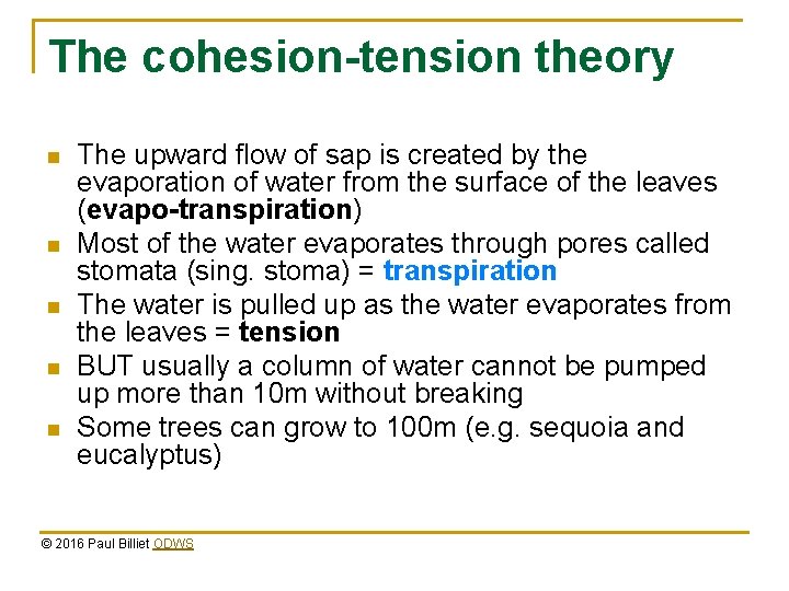 The cohesion-tension theory n n n The upward flow of sap is created by