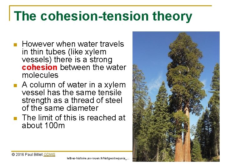 The cohesion-tension theory n n n However when water travels in thin tubes (like