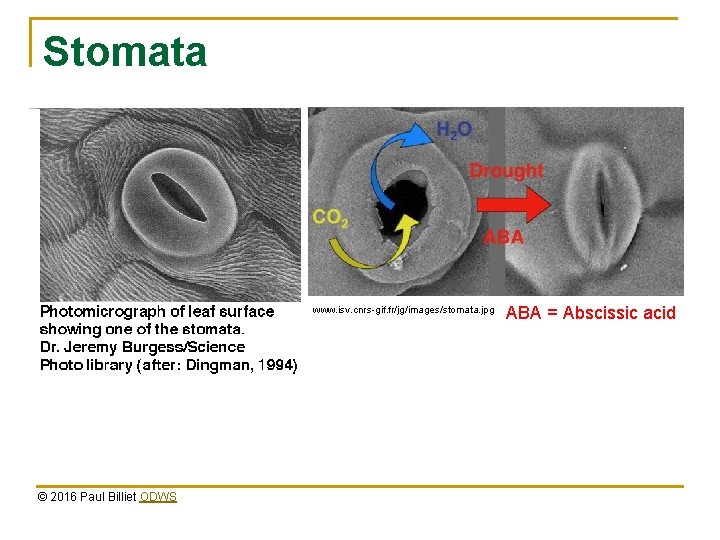 Stomata www. isv. cnrs-gif. fr/jg/images/stomata. jpg © 2016 Paul Billiet ODWS ABA = Abscissic Stomata www. isv. cnrs-gif. fr/jg/images/stomata. jpg © 2016 Paul Billiet ODWS ABA = Abscissic