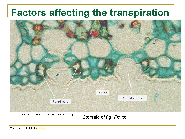 Factors affecting the transpiration flow biology. unlv. edu/. . . /Leaves/Ficus. Stomata 2. jpg