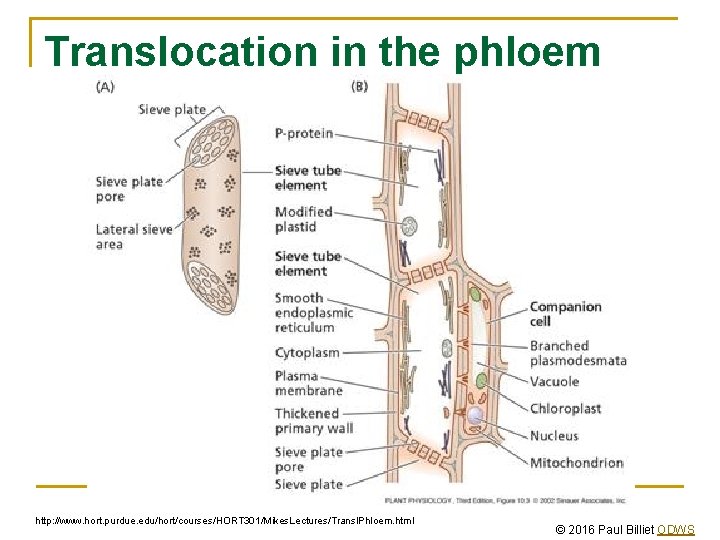 Translocation in the phloem http: //www. hort. purdue. edu/hort/courses/HORT 301/Mikes. Lectures/Transl. Phloem. html ©