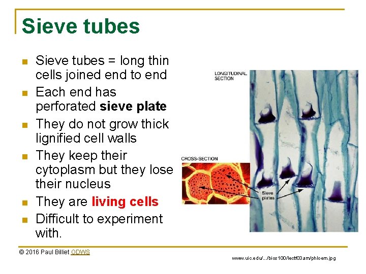 Sieve tubes n n n Sieve tubes = long thin cells joined end to Sieve tubes n n n Sieve tubes = long thin cells joined end to