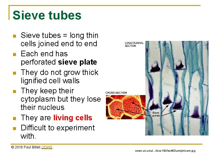 Sieve tubes n n n Sieve tubes = long thin cells joined end to