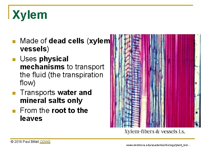 Xylem n n Made of dead cells (xylem vessels) Uses physical mechanisms to transport
