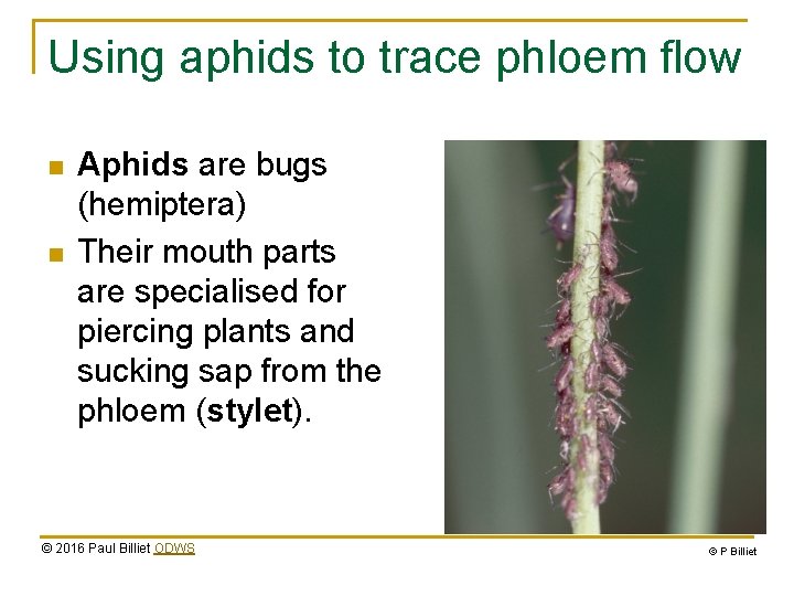 Using aphids to trace phloem flow n n Aphids are bugs (hemiptera) Their mouth Using aphids to trace phloem flow n n Aphids are bugs (hemiptera) Their mouth