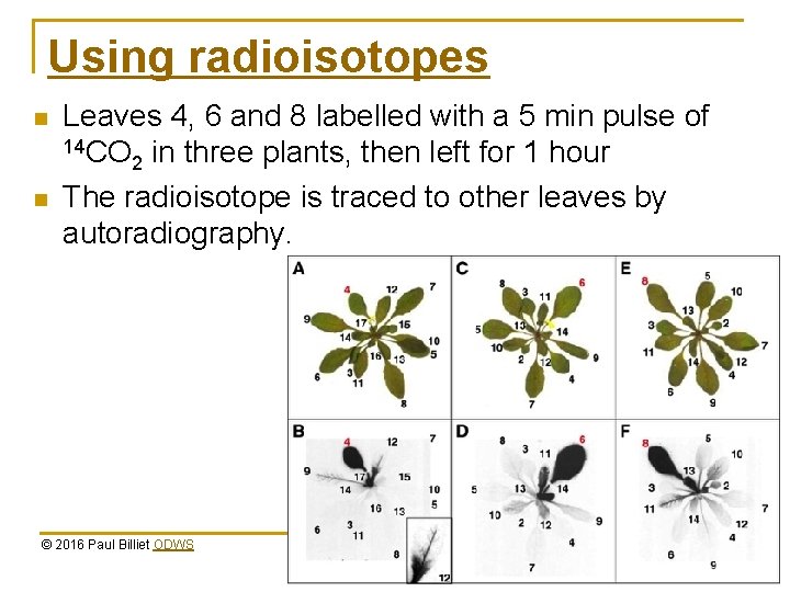 Using radioisotopes n n Leaves 4, 6 and 8 labelled with a 5 min