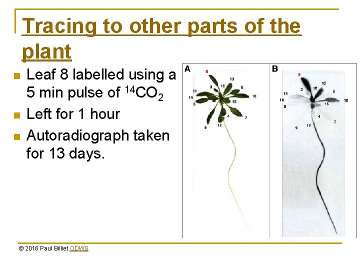 Tracing to other parts of the plant n n n Leaf 8 labelled using Tracing to other parts of the plant n n n Leaf 8 labelled using