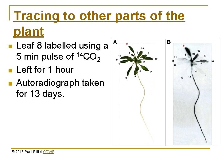 Tracing to other parts of the plant n n n Leaf 8 labelled using