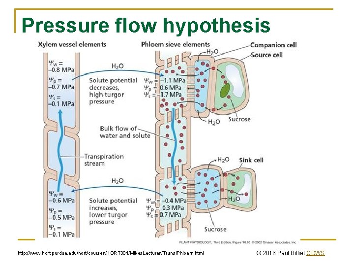 Pressure flow hypothesis http: //www. hort. purdue. edu/hort/courses/HORT 301/Mikes. Lectures/Transl. Phloem. html © 2016