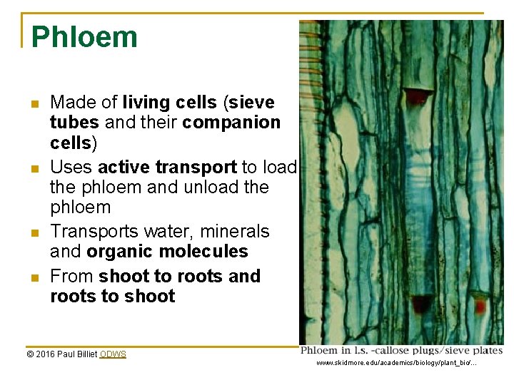 Phloem n n Made of living cells (sieve tubes and their companion cells) Uses