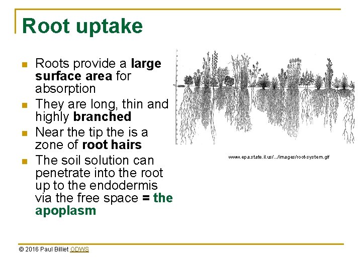 Root uptake n n Roots provide a large surface area for absorption They are