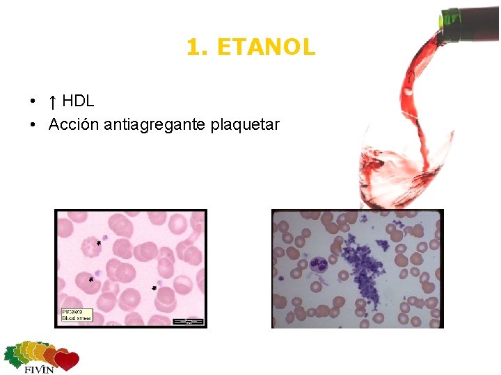 1. ETANOL • ↑ HDL • Acción antiagregante plaquetar 