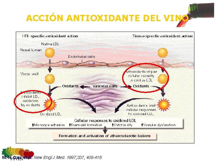 ACCIÓN ANTIOXIDANTE DEL VINO M. N. Diaz et al. New Engl. J. Med. 1997;