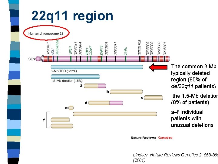22 q 11 region The common 3 Mb typically deleted region (85% of del