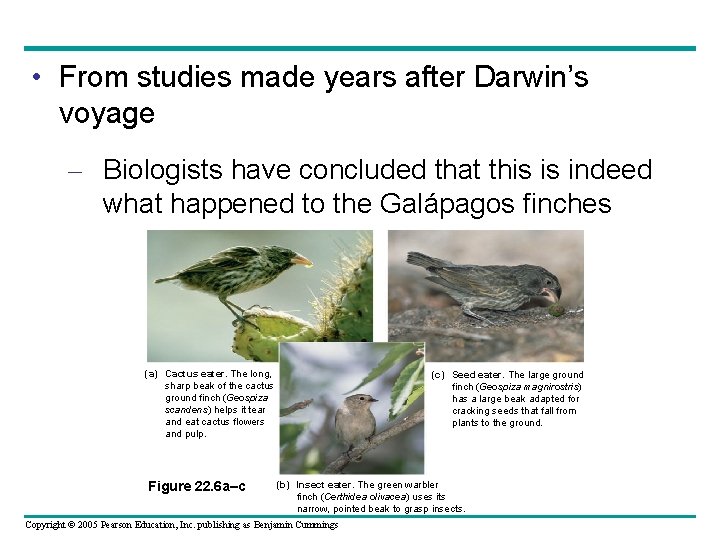  • From studies made years after Darwin’s voyage – Biologists have concluded that