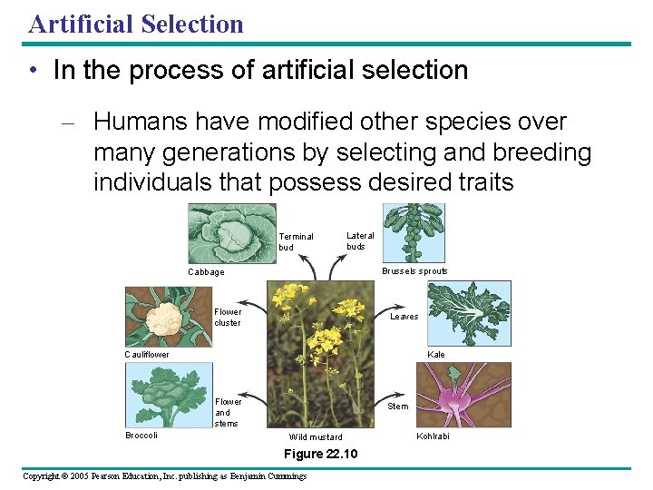 Artificial Selection • In the process of artificial selection – Humans have modified other
