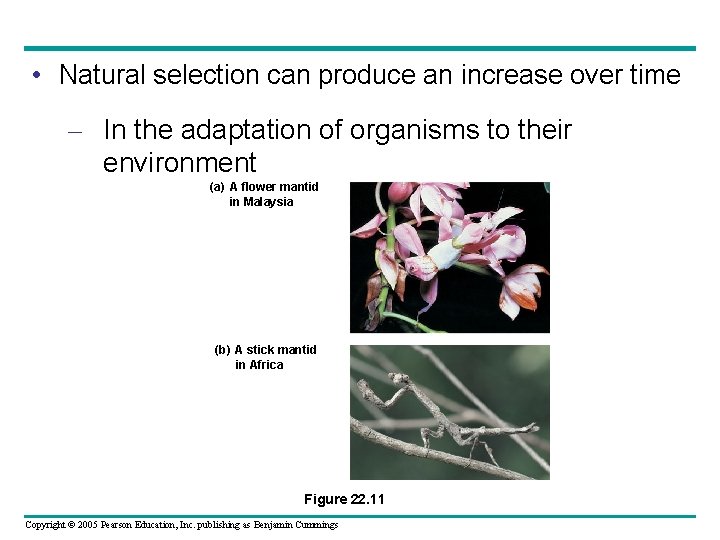  • Natural selection can produce an increase over time – In the adaptation