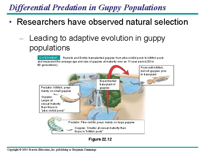 Differential Predation in Guppy Populations • Researchers have observed natural selection – Leading to