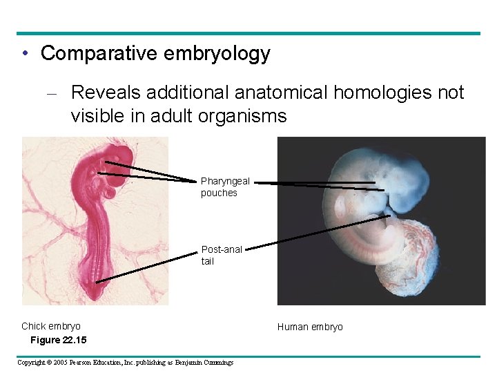  • Comparative embryology – Reveals additional anatomical homologies not visible in adult organisms