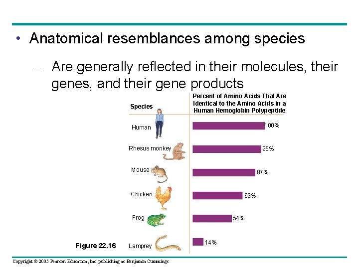  • Anatomical resemblances among species – Are generally reflected in their molecules, their