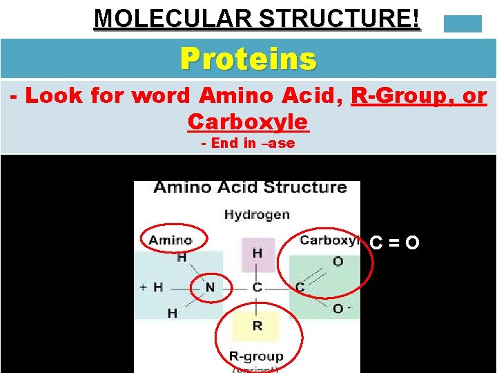 MOLECULAR STRUCTURE! Proteins - Look for word Amino Acid, R-Group, or Carboxyle - End