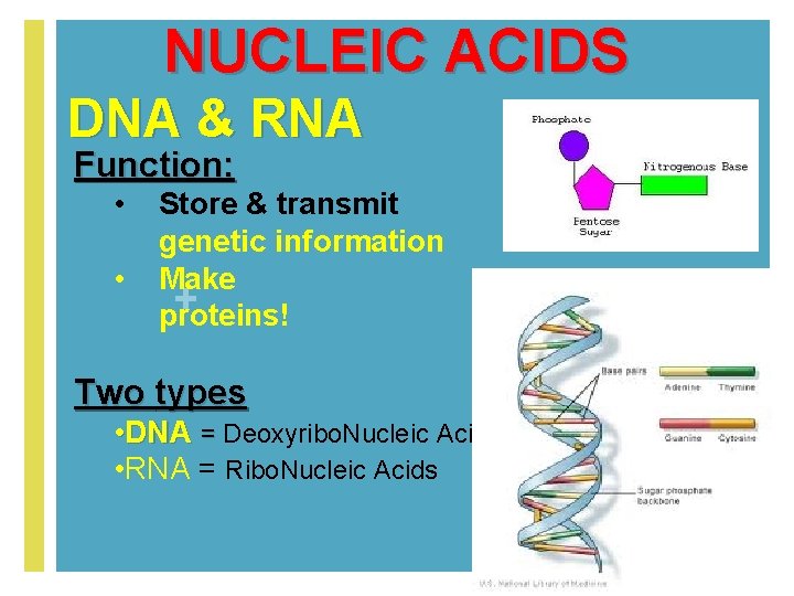 NUCLEIC ACIDS DNA & RNA Function: • • Store & transmit genetic information Make