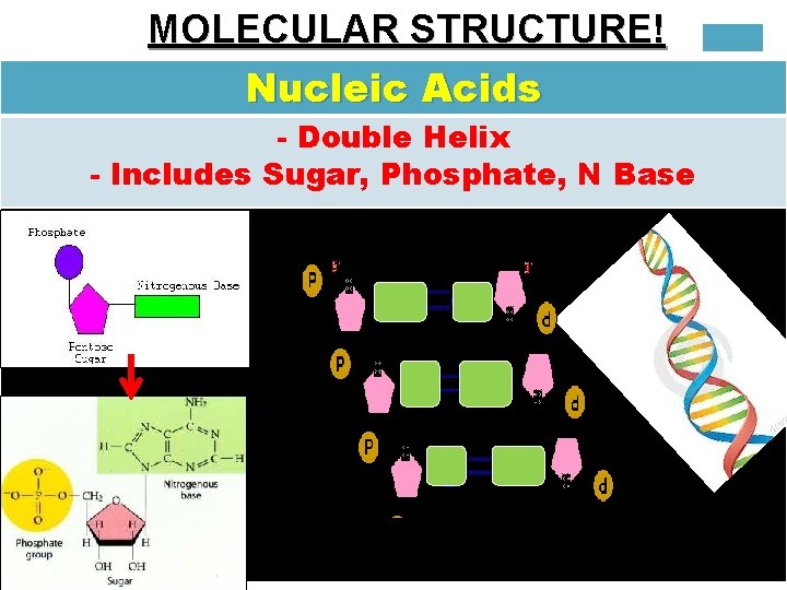 MOLECULAR STRUCTURE! Nucleic Acids - Double Helix - Includes Sugar, Phosphate, N Base p.