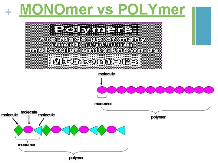 + MONOmer vs POLYmer 