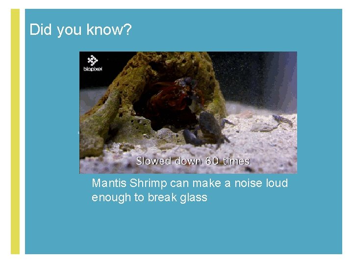 Did you know? + Mantis Shrimp can make a noise loud enough to break