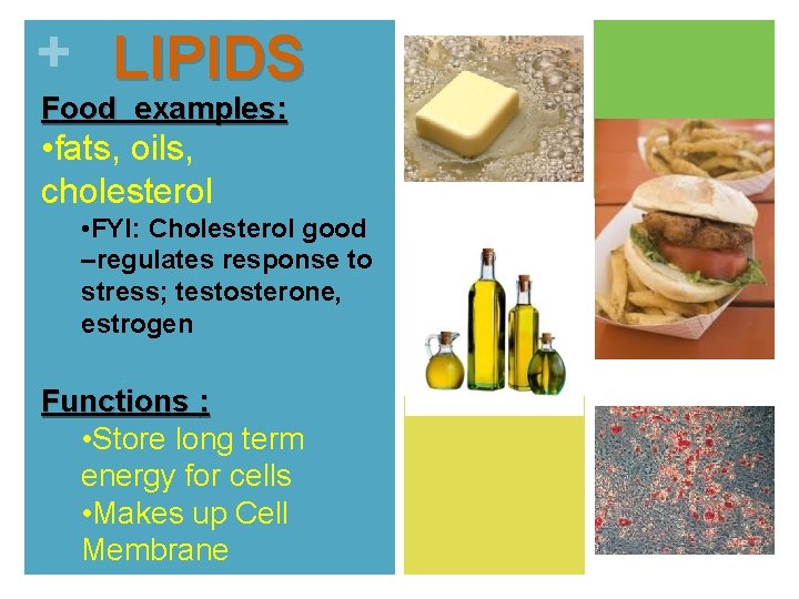 + LIPIDS Food examples: • fats, oils, cholesterol • FYI: Cholesterol good –regulates response