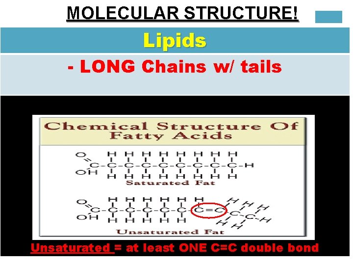 MOLECULAR STRUCTURE! Lipids - LONG Chains w/ tails p. 46 in Text, bottom Unsaturated