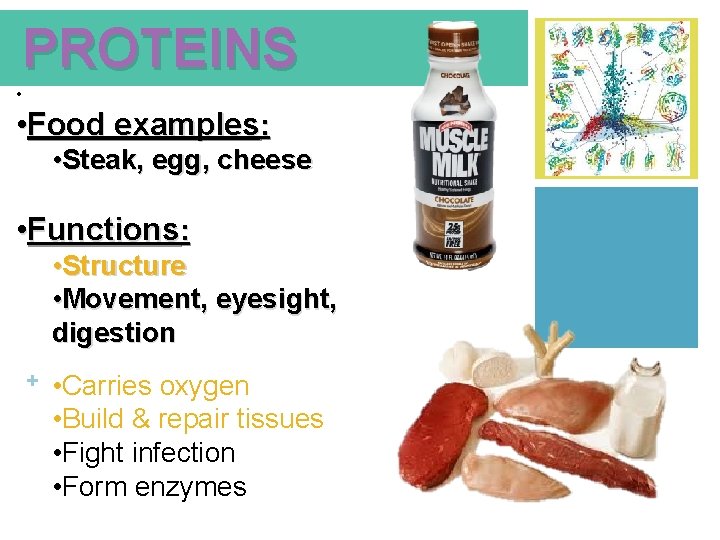 PROTEINS • • Food examples: • Steak, egg, cheese • Functions: • Structure •