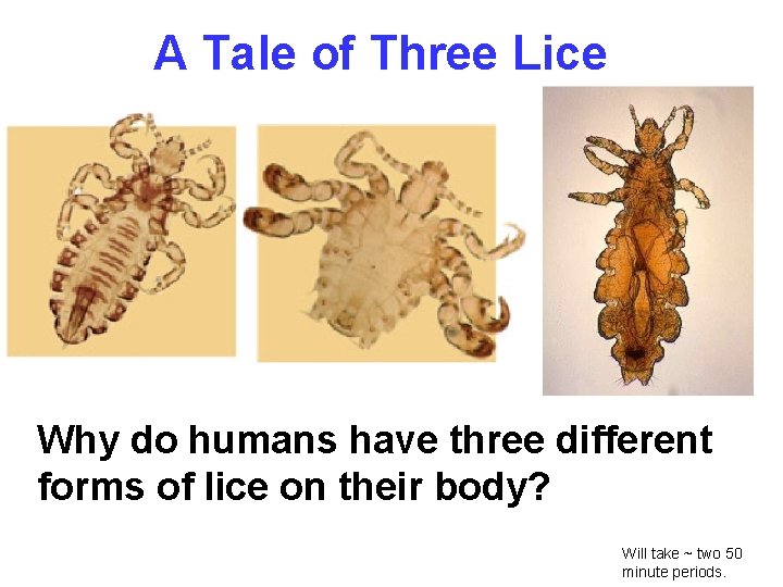 A Tale of Three Lice Why do humans have three different forms of lice