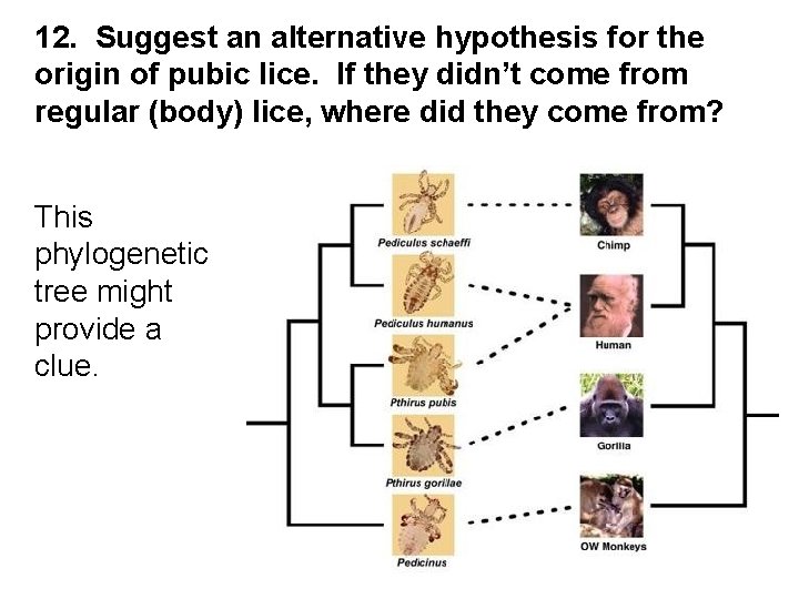12. Suggest an alternative hypothesis for the origin of pubic lice. If they didn’t